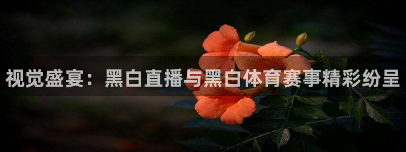 视觉盛宴：黑白直播与黑白体育赛事精彩纷呈