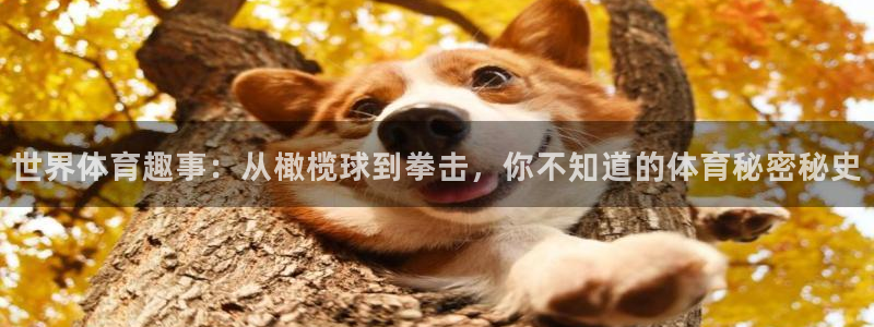 世界体育趣事：从橄榄球到拳击，你不知道的体育秘密秘史